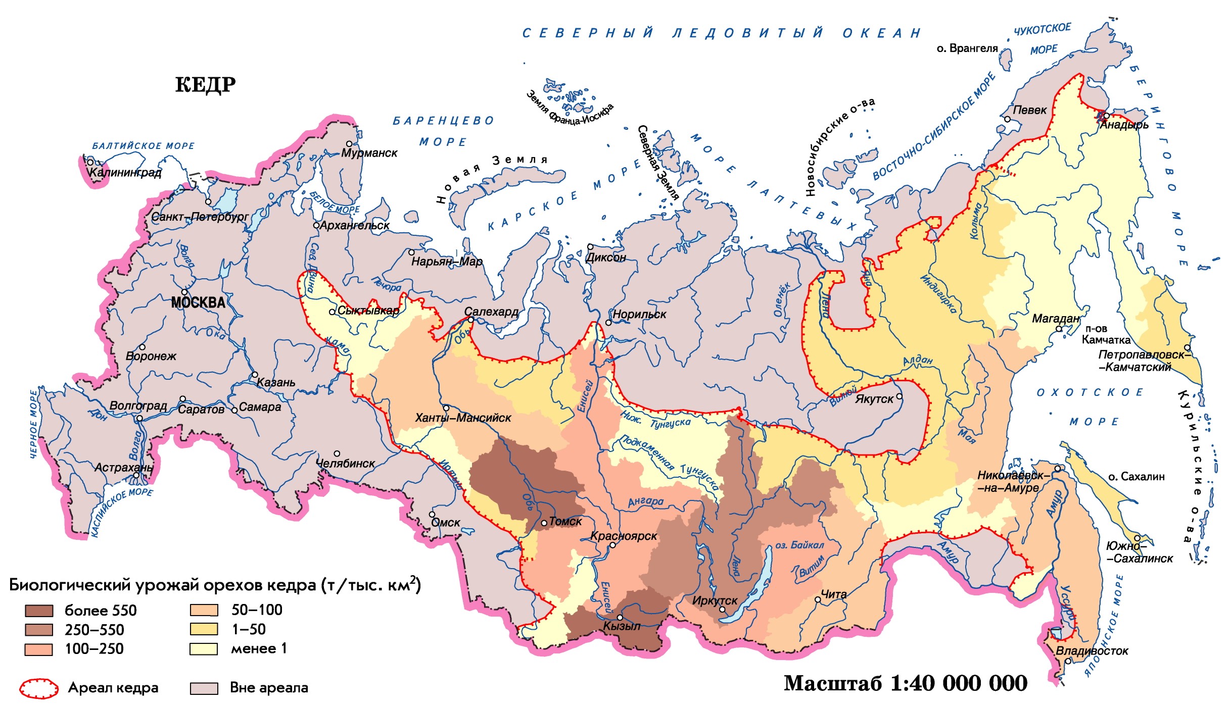 Фото кедровый красноярский край